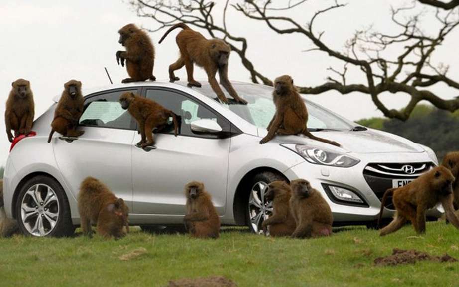 Hyundai i30 UK livery has baboons picture #1