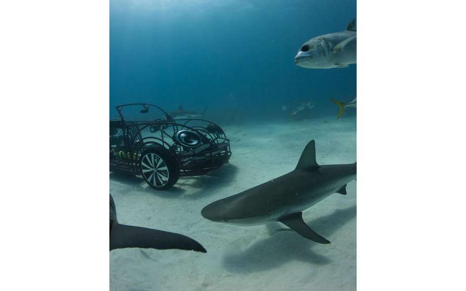 Volkswagen Beetle Convertible to protect sharks picture #2